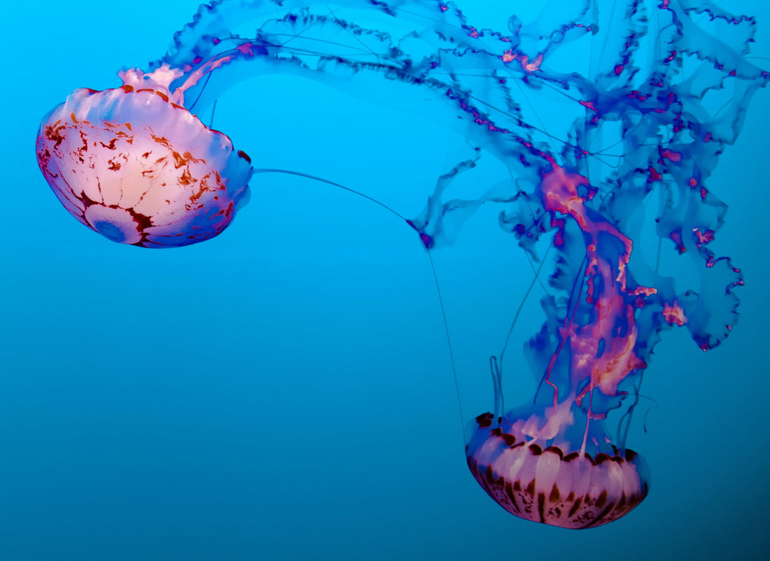 How Underwater Drones Work (And Why They’re So Cool)